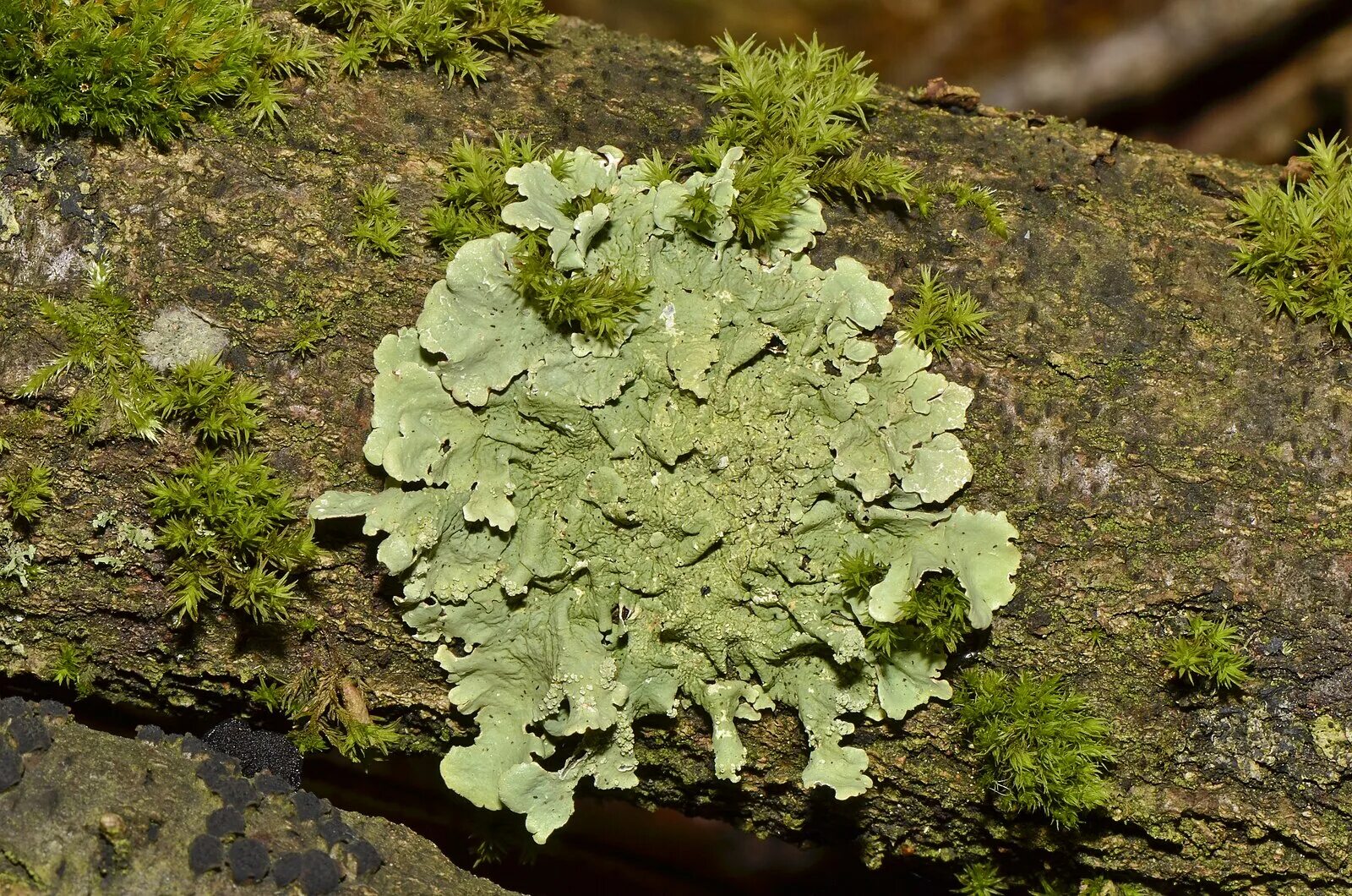 Листоватые лишайники. Parmelia caperata. Мох пармелия. Пармелия мох лишайник.