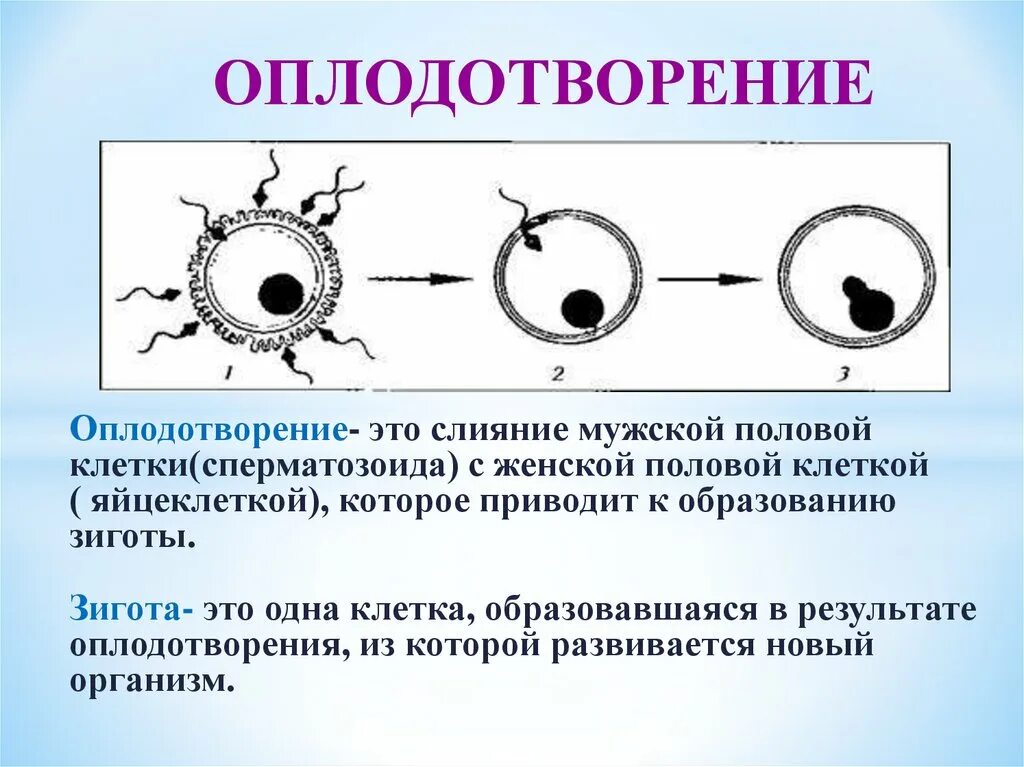 Оплодотворение биология 6 класс кратко. Оплодотворение зигота схема. Фолликулы зигота. Схема типы оплодотворения. Оплодотворение клетки схема.