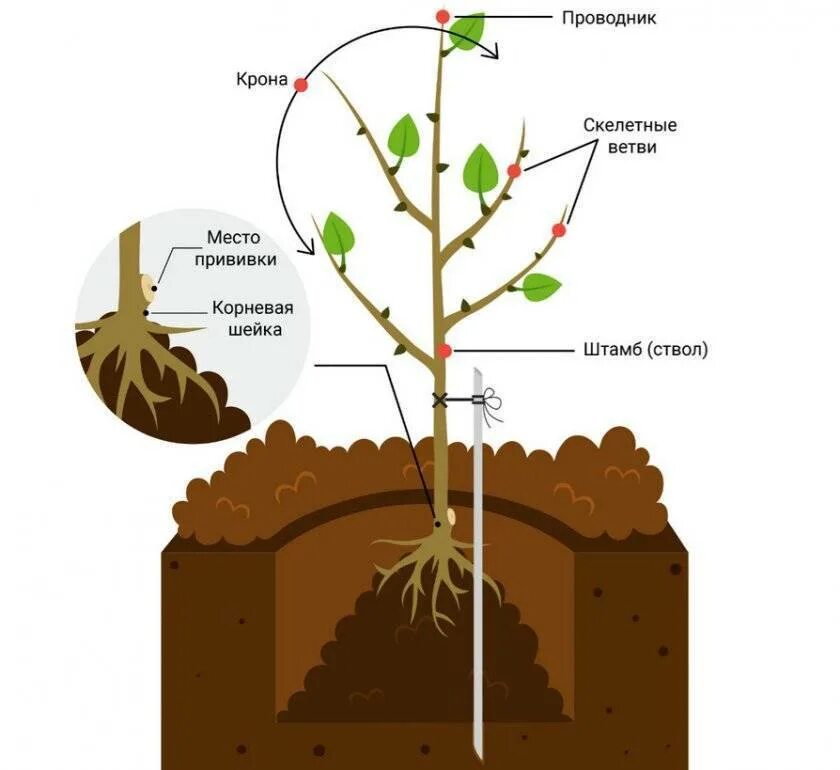 Можно ли посадить вишню. Корневая шейка грецкого ореха. Схема посадка саженца плодовых деревьев. Схема посадки саженца грецкого ореха. Схема посадки абрикоса.