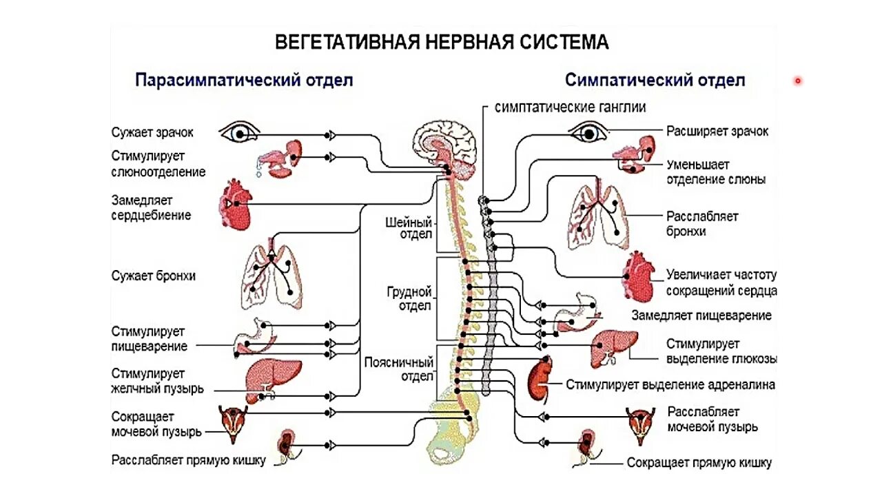 Расстройство вегетативной нервной системы у человека приводит. Ядра симпатического отдела ВНС. Симпатический отдел вегетативной нервной системы таблица. Соматическая нервная система симпатическая и парасимпатическая. Парасимпатическая системы и симпатическая иннервация.