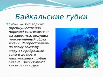 История губки