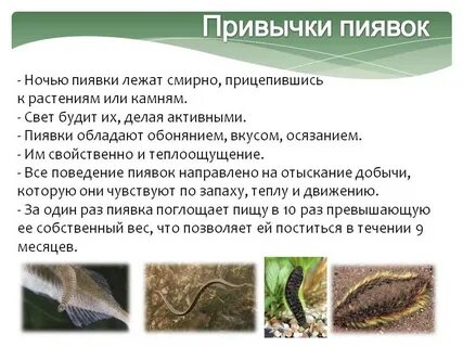 Сколько раз использовать пиявок