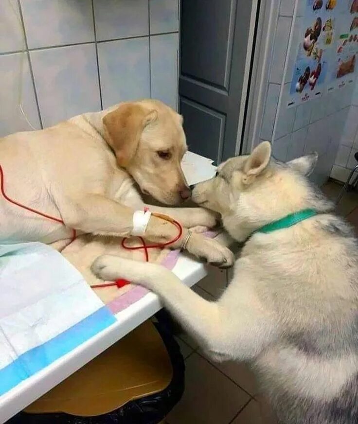 Helps sick. Common cold causes. A helps sick animals. Нездоровый интерес. Help sick people image.