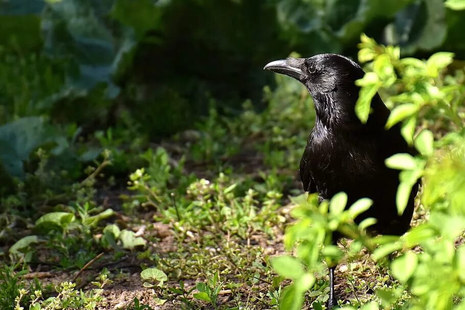 Можно объяснить обширность территории обитания ворона обыкновенного. Corvus corax птица. ворон обыкновенный. common raven ворон, ворона. королевский ворон коракс.