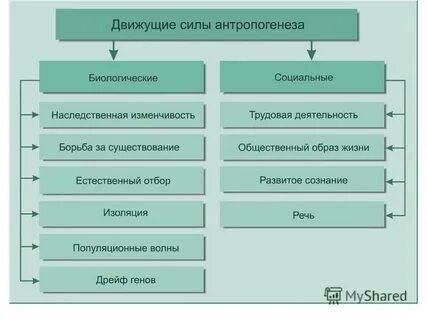 Биологические факторы становления человека