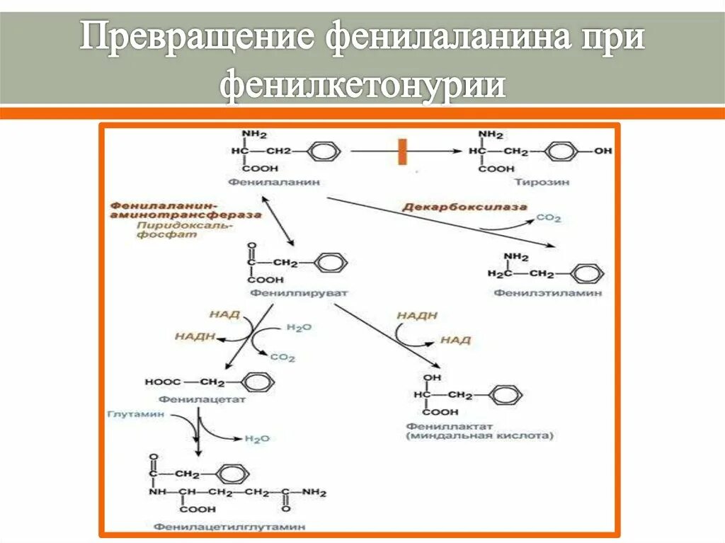 Фенилкетонурия фермент. Схема превращения фенилаланина при фенилкетонурии. Метаболизм фенилаланина фенилкетонурия. Фенилкетонурия схема биохимия. Превращение фенилаланина при фенилкетонурии.