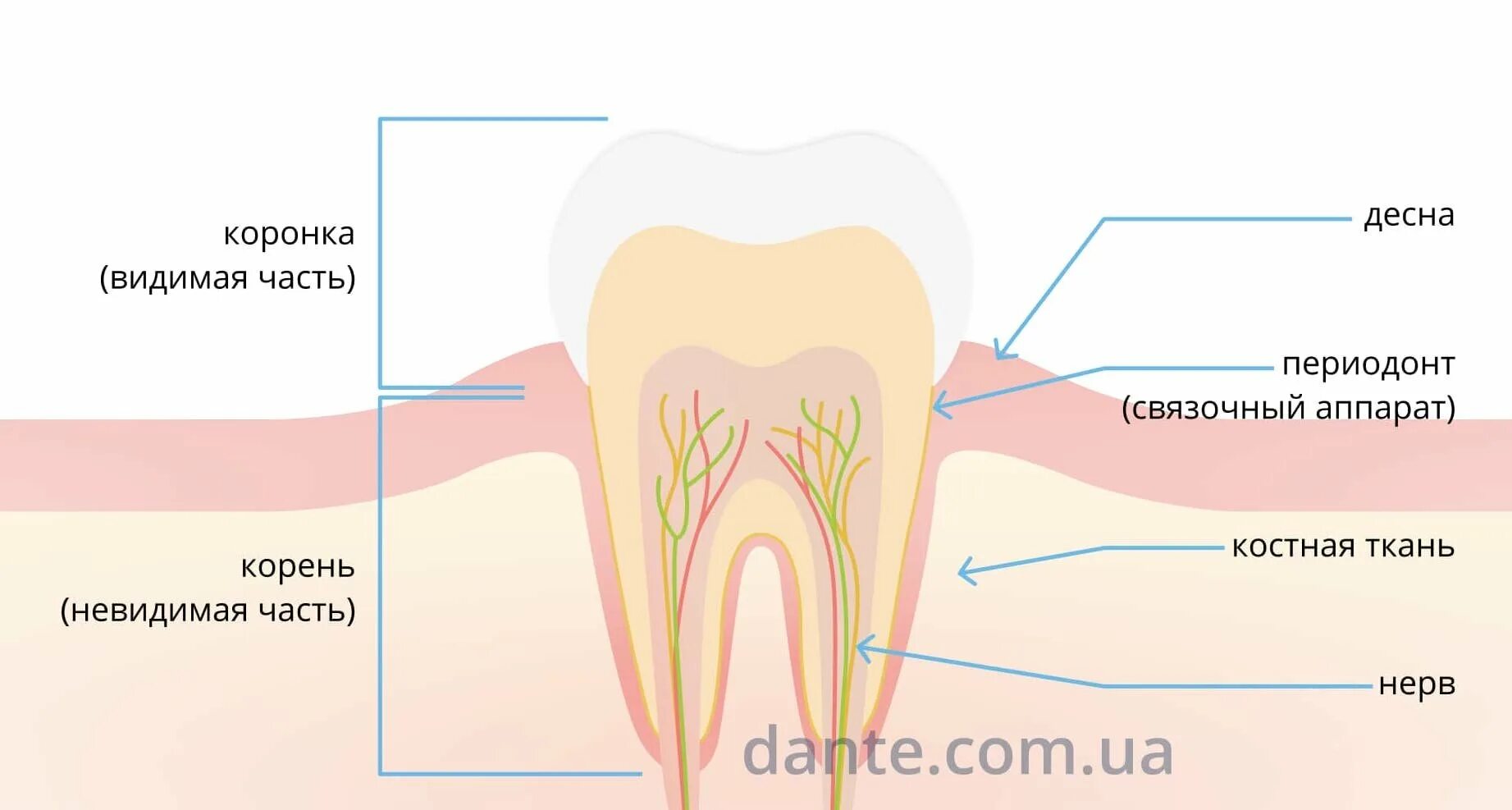 Корень зуба это Невидимая часть зуба. Часть зуба стала зеленочерной. U волной в конечно части зуб.т. Видимая часть зуба