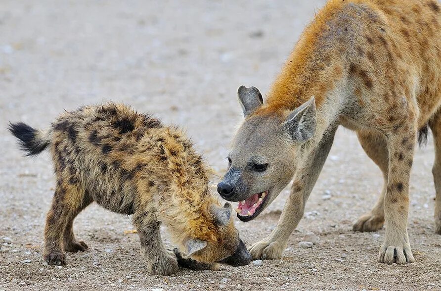 гиена с гривой. пятнистая гиена. животные африки гиена. гиены ареал. тайган сафари парк гиена.
