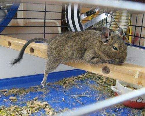 Белка дегу клетка. Чилийская белка дегу клетка. Белки дегу. Тушканчик дегу. Белки дегу.