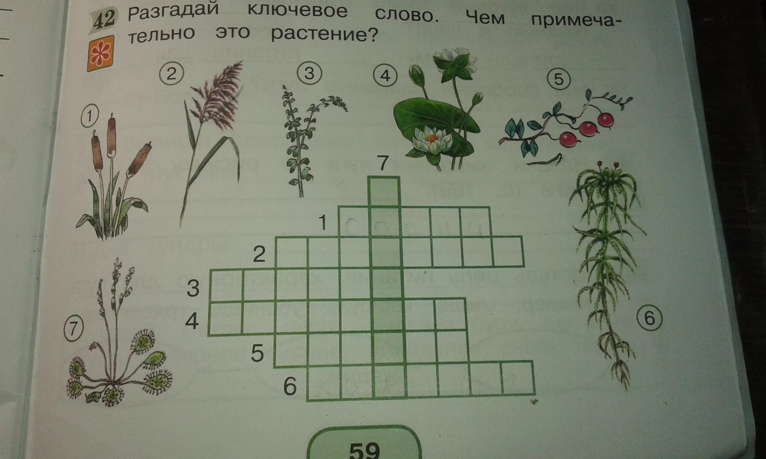 Разгадай ключевое слово. Разгадай кроссворд. Разгадай ключевое слово чем примечательно это растение. Разгадай кроссворд растения. Разгадай объект