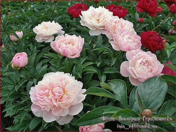 пион SERENE PASTEL, Пион Серин Пастель, пион СИРИН ПАСТЕЛЬ, саженцы пион СИРИН П