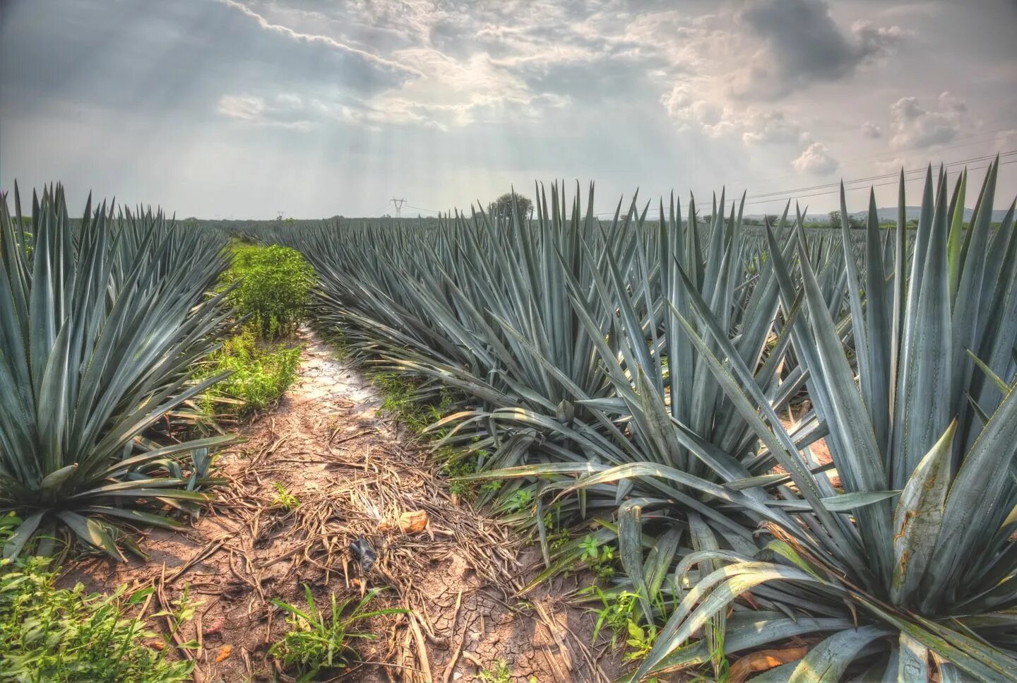 Текила agave. Мексика Кактус Агава. Голубая Агава для текилы. Агава голубая растение. Текила Агава Мексика.