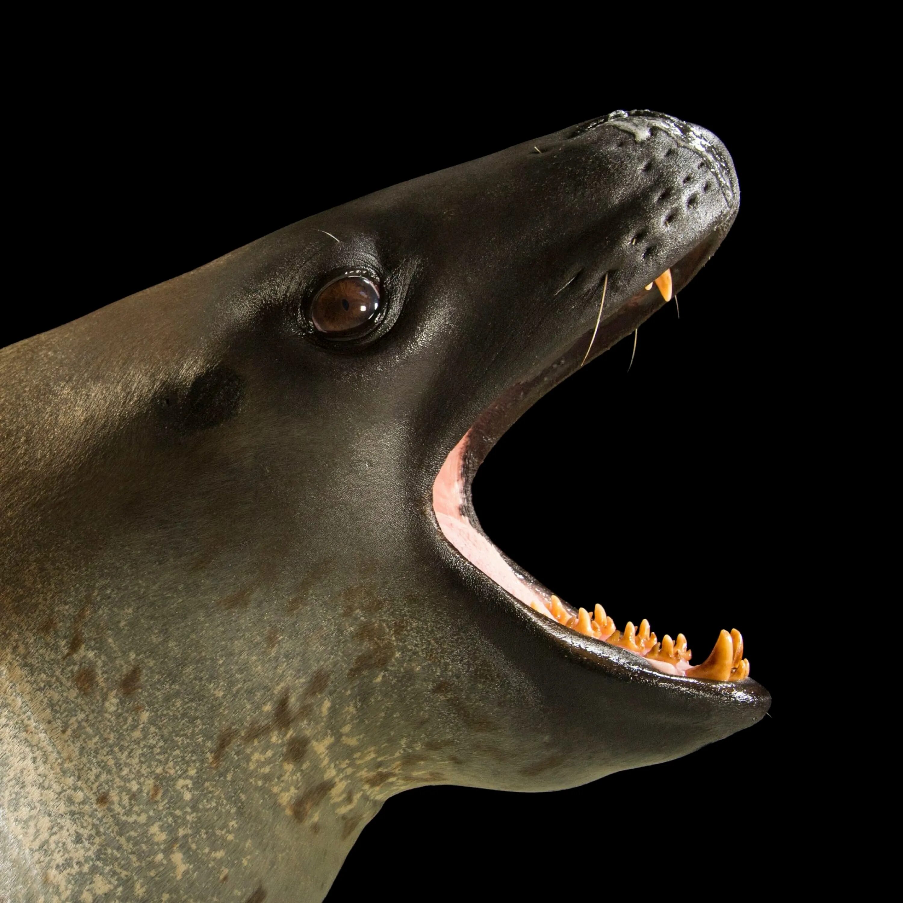 Зубы тюленя. Морской леопард.
