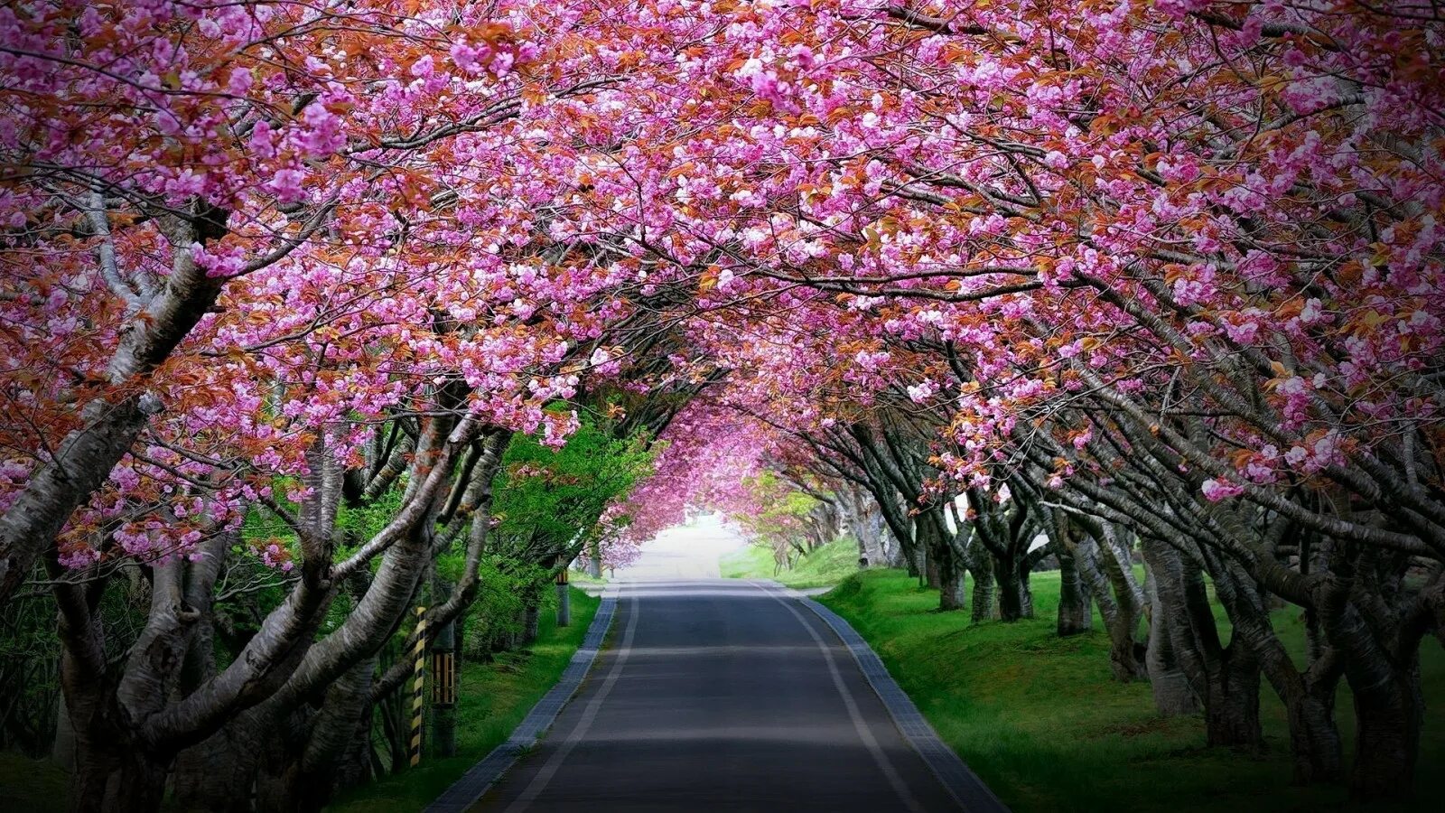 Spring trees