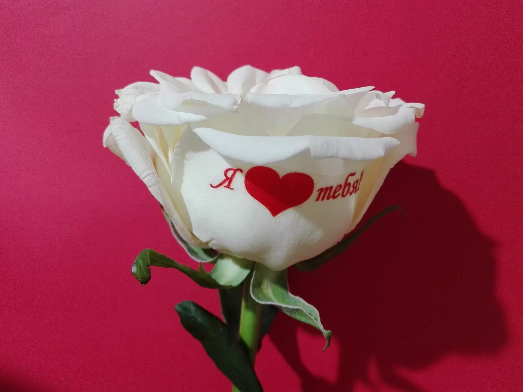 Цветы для любимой. Надпись цветы. Цветы для любимой картинки. Тебя очень люблю цветы. Цветы для любимой.