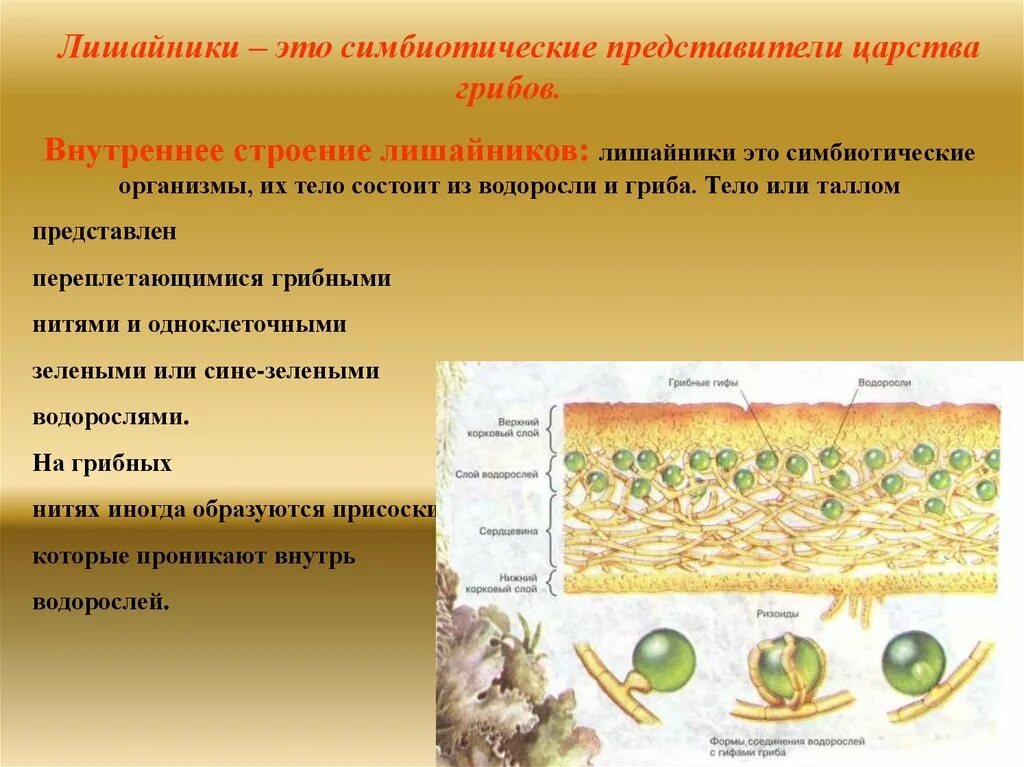 Роль водорослей в лишайнике. Внутреннее строение лишайника. Строение таллома лишайника. Лишайники комплексные симбиотические организмы. Особенности жизнедеятельности лишайников.