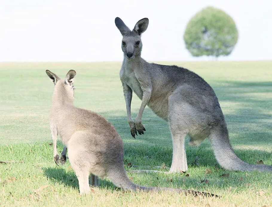 Одним из известных потомков современных кенгуру. Прокоптодон голиаф. Кенгуру прокоптодон. Одним из известных потомков современных кенгуру. Кенгуру грея фото.