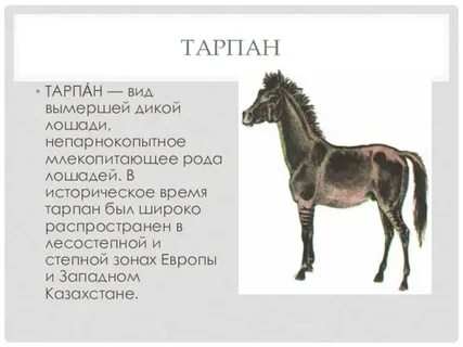 Аптека тарпан