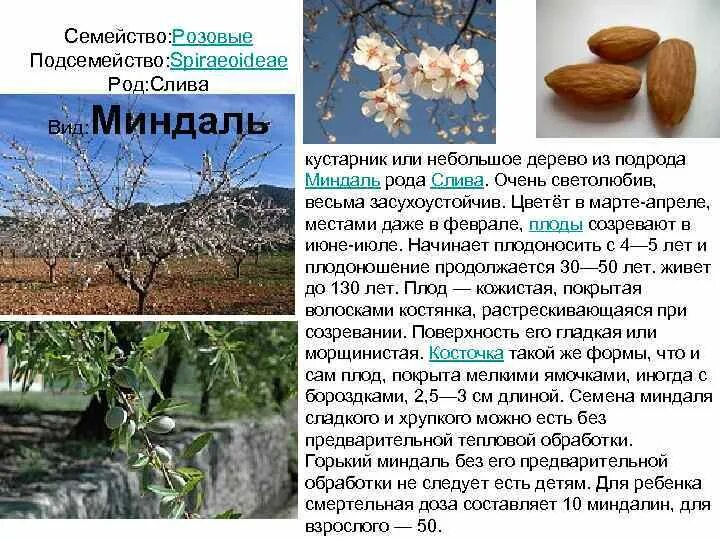 Семейства и роды деревьев