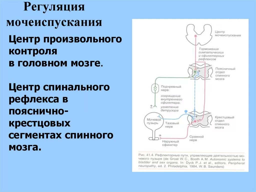 Раскройте механизмы регуляции мочеиспускания. Схема регуляции процесса мочеиспускания. Рефлекторная регуляция мочеиспускания физиология. Нервная регуляция мочеиспускания схема. Механизм произвольной регуляции мочеиспускания.