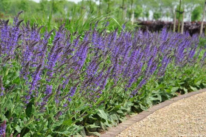 Как вырастить шалфей. Шалфей длиннотрубчатый. Всходы шалфея. Шалфей кустовой многолетний. Котовник фассена (nepeta faassenii `six hills giant`).