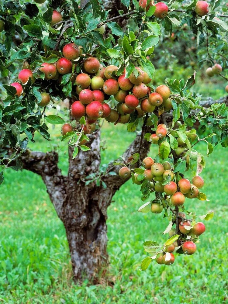 Плоды фруктового дерева. Колоновидные плодовые абрикосы. Яблоня карликовая Кроха. Колоновидные фруктовые деревья. Колоновидное дерево абрикос.