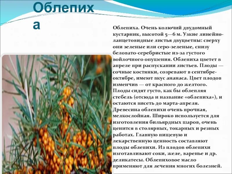 Облепиха лекарственное растение сообщение 6 класс. Облепиха лекарственное растение сообщение 6 класс