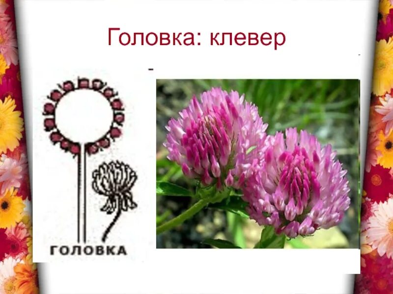Соцветие головка характерно для. Соцветие клевера биология 6 класс. соцветие головка клевер. тип соцветия клевера лугового. простые соцветия головка.