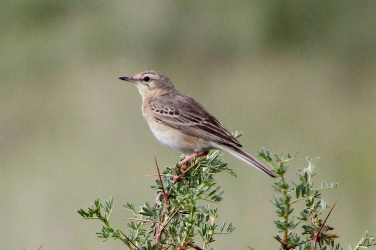 Конек полевой. Полевой конек Anthus Campestris (Linnaeus. Anthus Campestris. Птичка полевка. Полевая птица фото