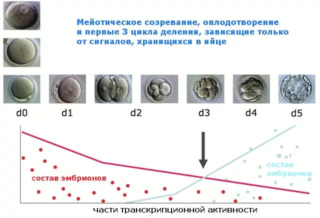 Имплантация по дням цикла. Имплантация по дням после овуляции. Сроки имплантации после оплодотворения. На какой день после овуляции происходит имплантация эмбриона.