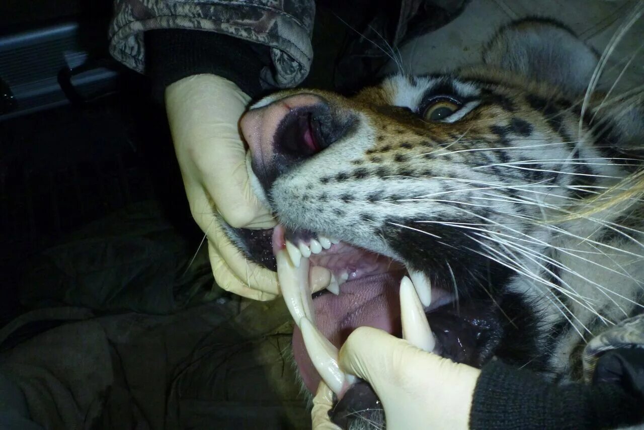 Укус тигра. Клыки тигра. Зубы тигра. Тигр с клыками.