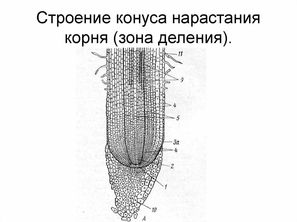 Зона нарастания. Верхушечная меристема корня. Образовательная ткань меристема рисунок. Меристемы конуса нарастания. Образовательная ткань конус нарастания.