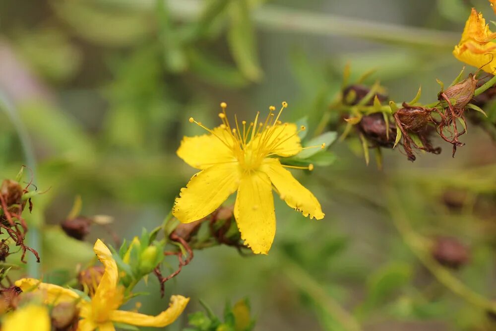 Черный зверобой. Hypericum perforatum сырье. Зверобой продырявленный Фармакогнозия. Зверобой продырявленный светолюбивый. 3.8. Зверобой продырявленный (Hypericum perforatum l).