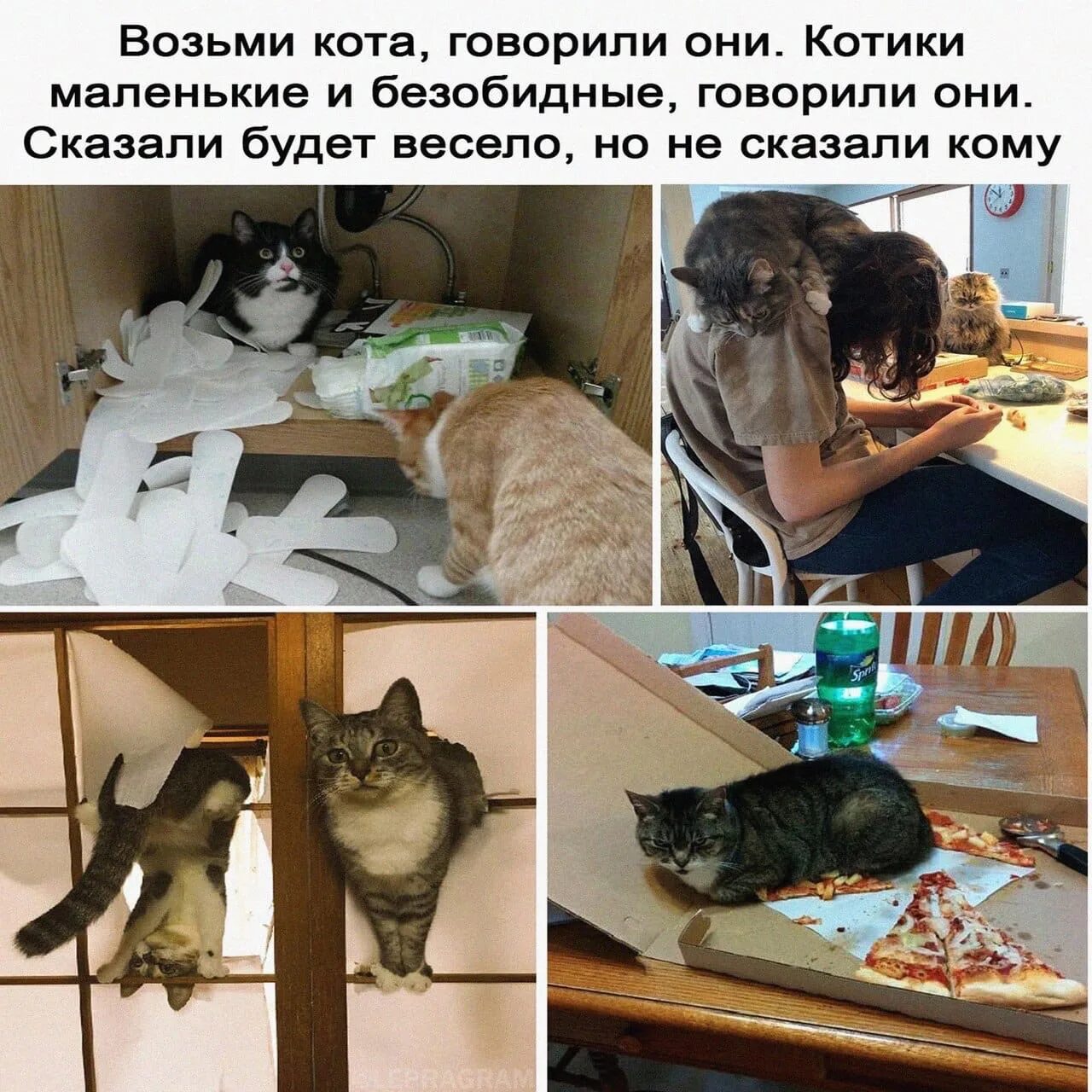 Рецепт берем кошачью