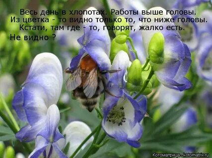 Это не тот цветок