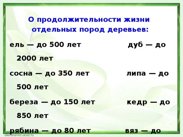 Сколько лет продолжение. Срок жизни деревьев таблица 1 класс. Клен Продолжительность жизни деревьев таблица. Берёза Продолжительность жизни дерева. Длительность жизни деревьев в таблице.