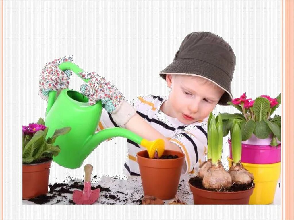 Картинки с комнатными растениями для детского сада. Дети поливают цветы. Комнатные растения для детей. Дети и горшечные растения. Дети сажают цветы.