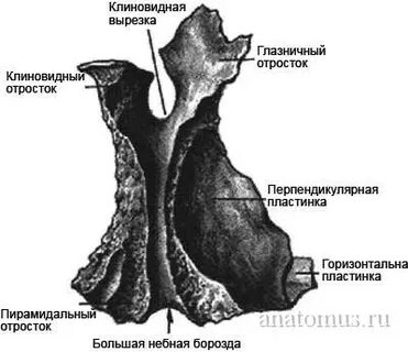 Горизонтальная пластинка небной кости на латинском