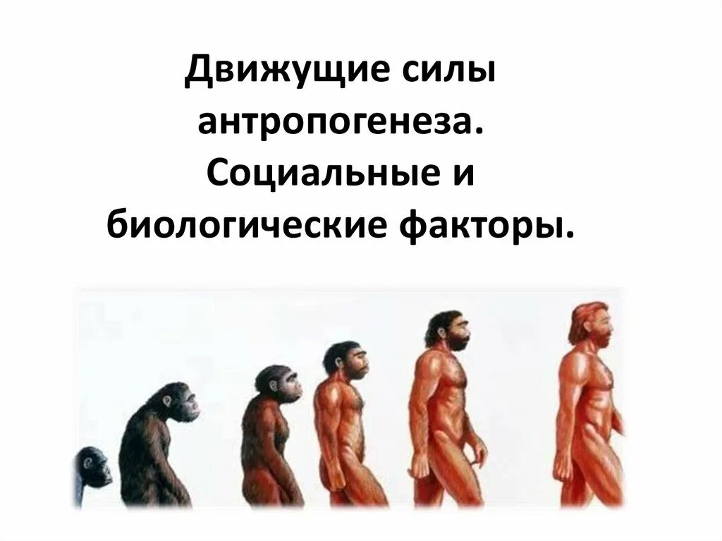 Движущие силы антропогенеза биология 11 кл. Эволюция антропогенеза. Антропогенез (факторы, этапы, расы). Движущиеся силы эволюции человека.