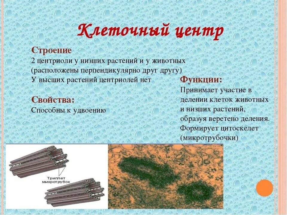 Какого функции клеточного центра