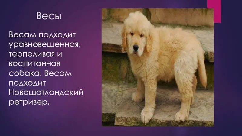 Собаки какое число