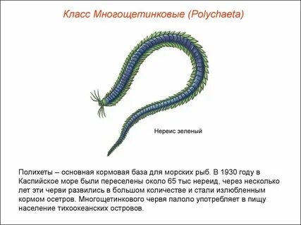 Представители многощетинковых