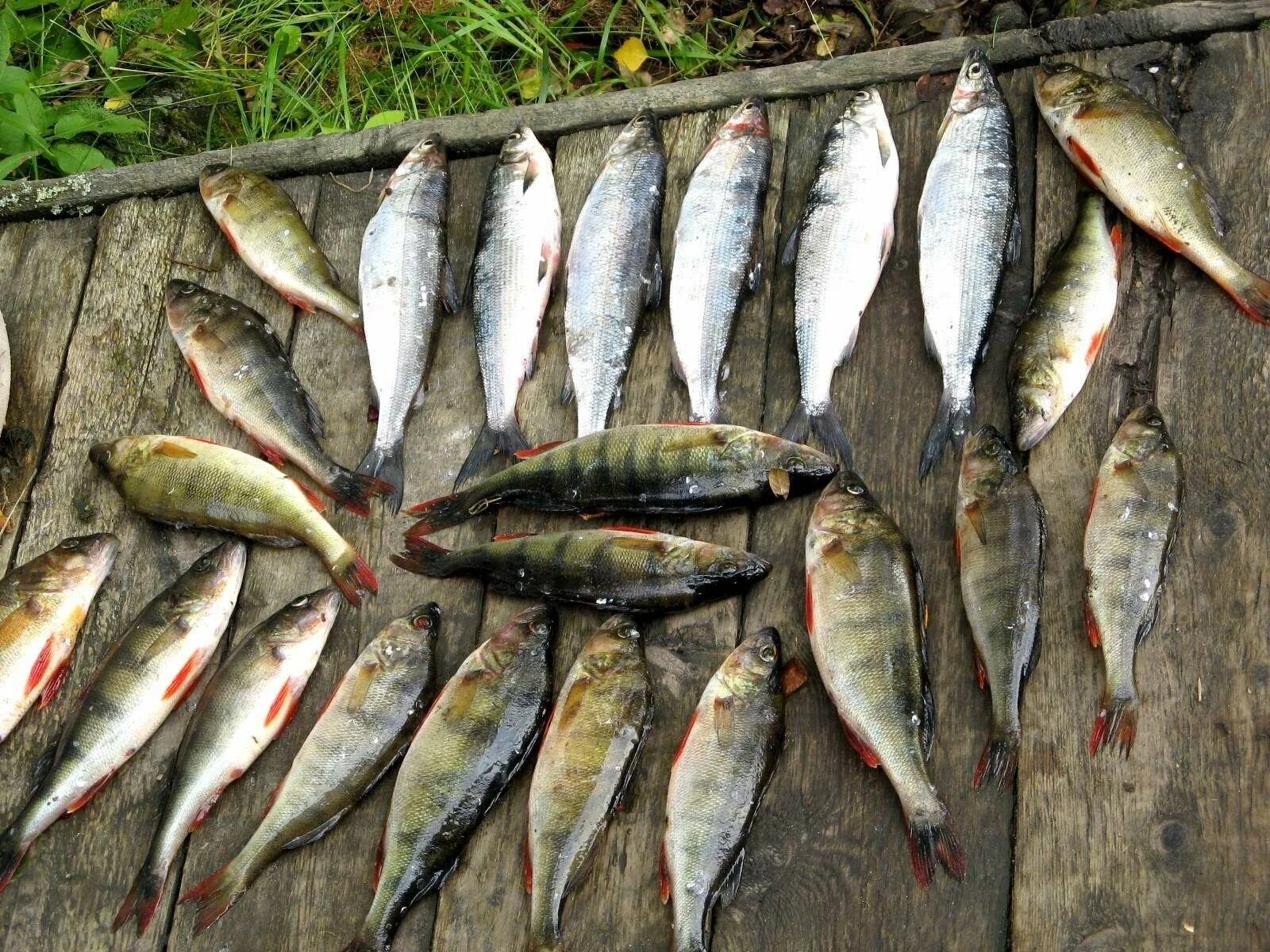 рыба из карелии. рыба из карелии. рыбалка в карелии. рыба из карелии. сиг килец.