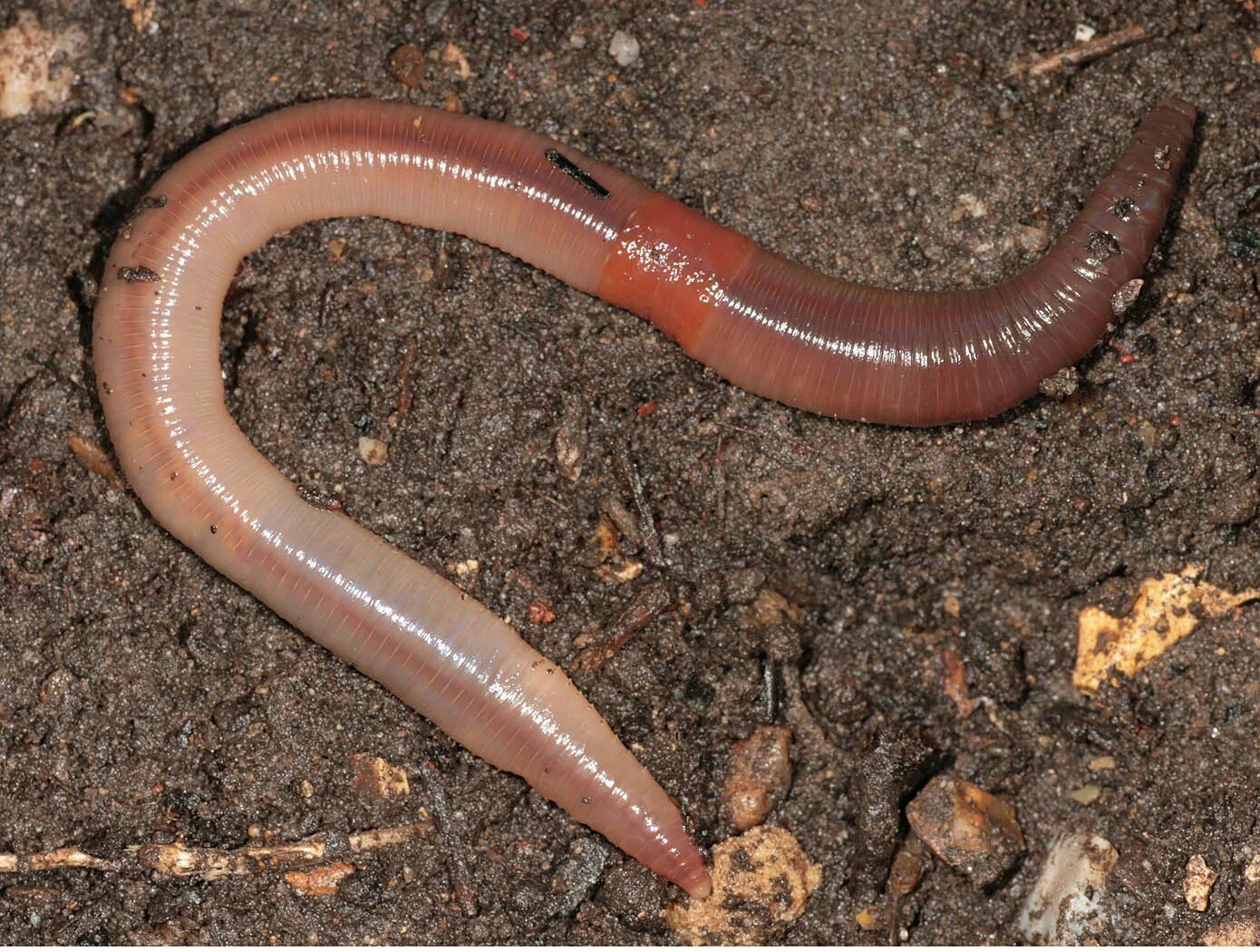 Дождевой червь выползок. Червь навозный (Eisenia foetida). Дождевой выползок дождевой червь. Где живут черви