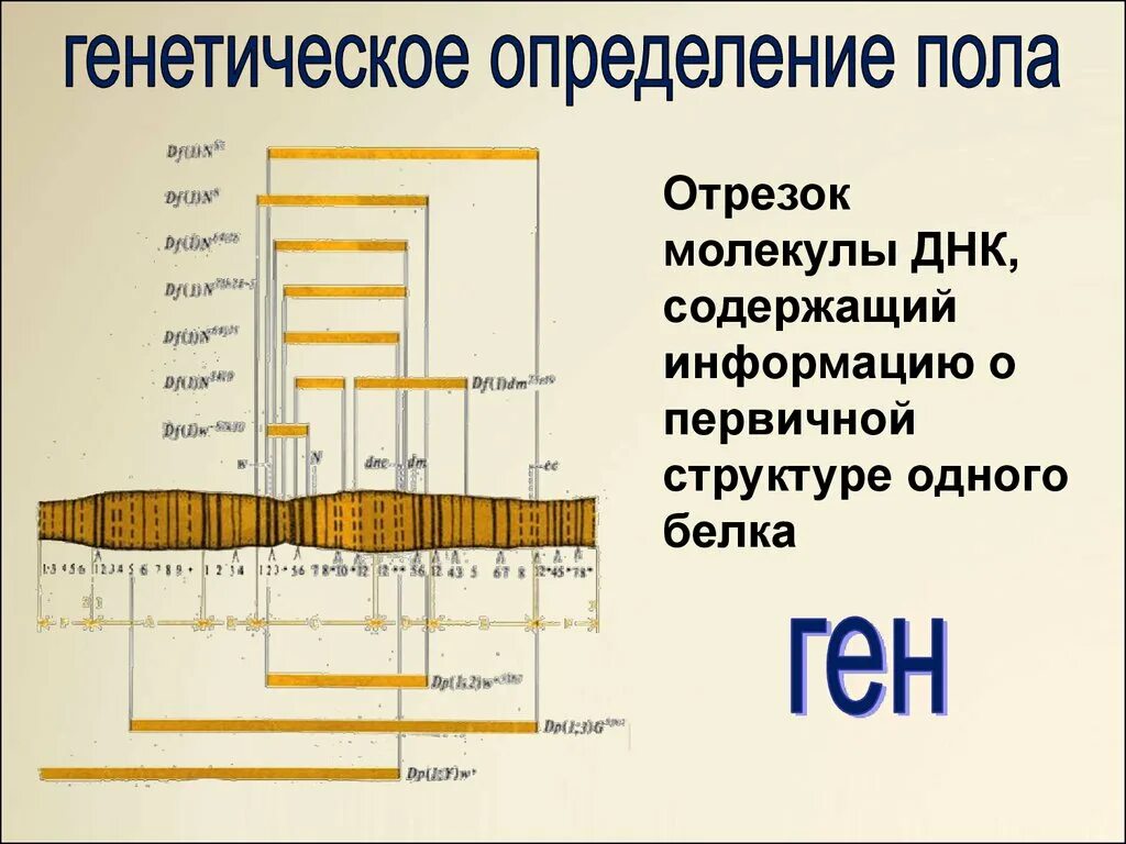 Когда происходит генетическое определение пола у человека. Генетическое определение пола. Генетика определение. Отрезок пола. Генетическое определение пола у человека и животных.