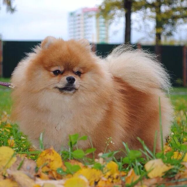 померанский шпиц корейский. немецкий шпиц девочка. померанский шпиц 6. померанский шпиц девочка. померанский шпиц.