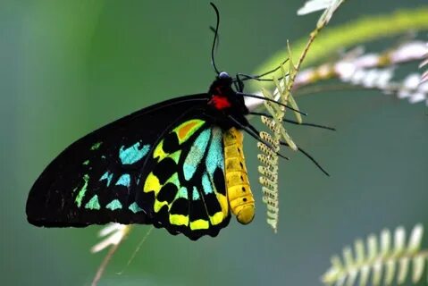 Syroco butterflies