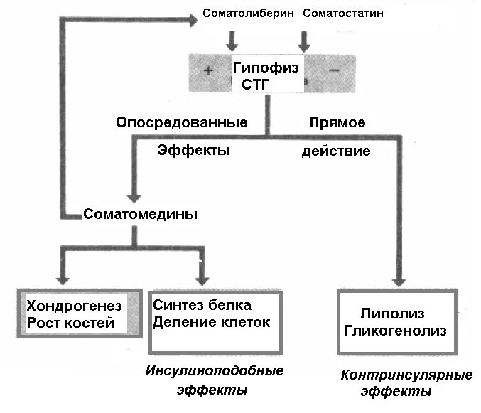 Механизм действия соматотропного гормона схема. Соматотропный гормон схема регуляции. Соматотропный гормон Синтез схема. Соматотропный гормон механизм действия биохимия.