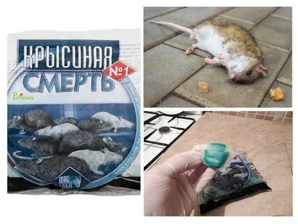 Отрава для крыс самая