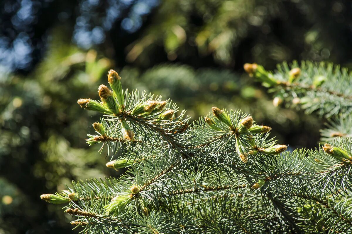 шишечки иголочки травушка. почему у елочки колючие иголочки мультфильм. почему у елочки колючие иголочки мультфильм 1973. любовь с иголочки мультсериал. почему у елочки колючие иголочки мультфильм 1973.